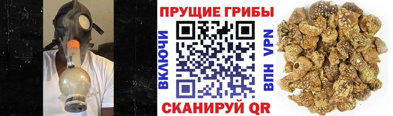 Галлюциногенные грибы Magic Shrooms  маркетплейс телеграм  Зеленоградск  купить  цена 